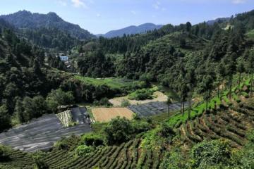 “在希望的田野上”系列报道： 湖南吉首保靖县：黄金茶“冲”出致富路